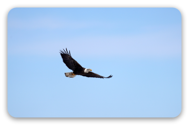 Águila calva en vuelo