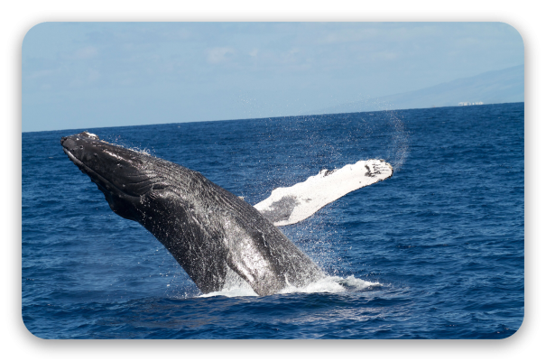 Ballena jorobada