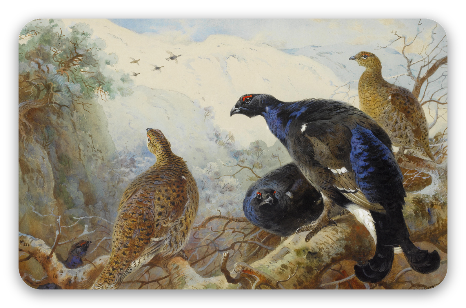 Black Grouse