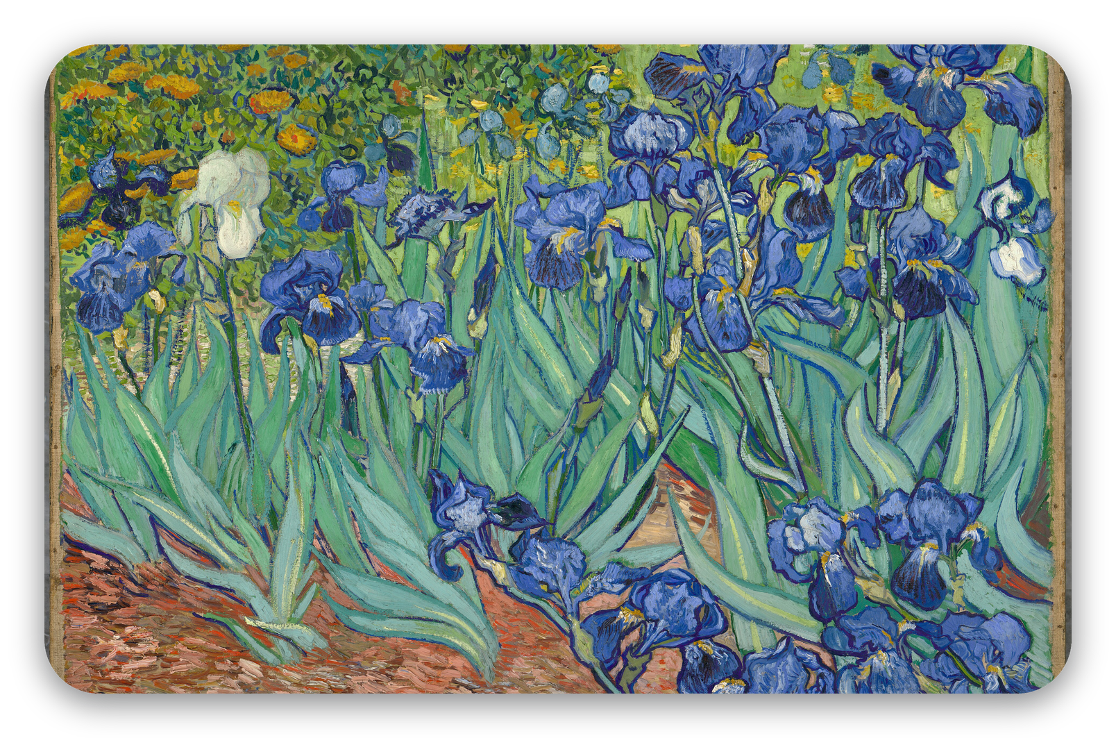 Irises