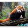 Panda rojo