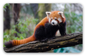 Panda rojo