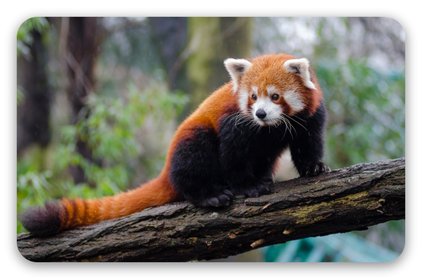 Panda rojo