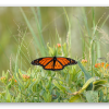 Mariposa monarca