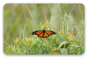 Mariposa monarca