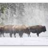 Bisonte en la nieve