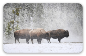 Bisonte en la nieve