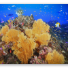 Arrecife de coral