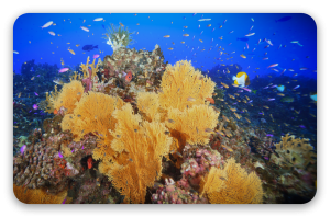 Arrecife de coral
