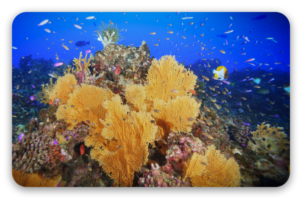 Arrecife de coral