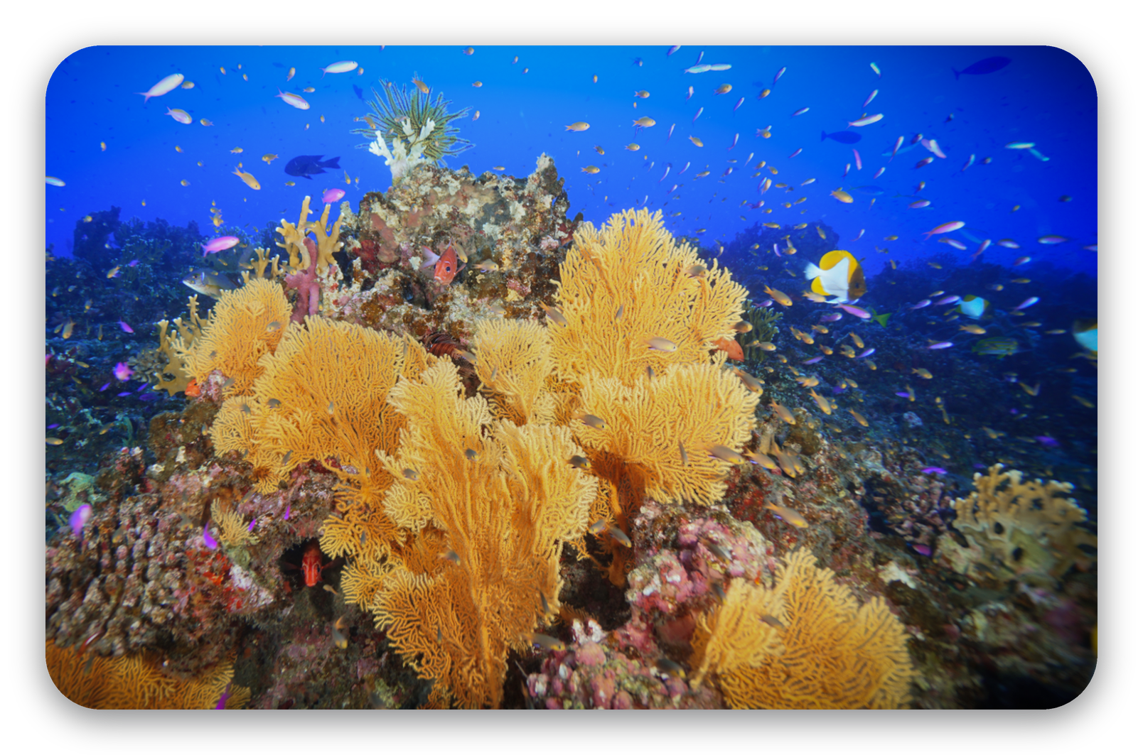 Arrecife de coral