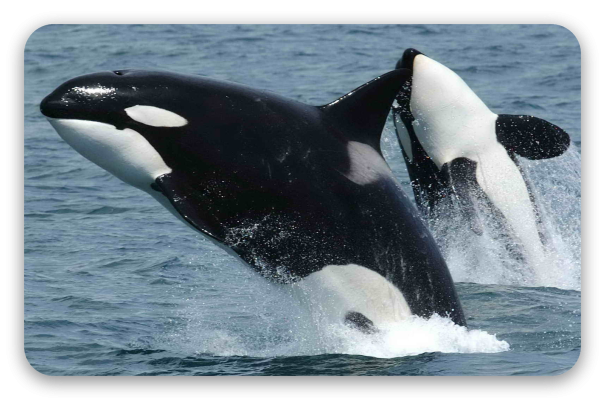 Orcas