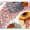 Medusas (Haeckel)