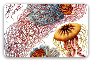 Medusas (Haeckel)