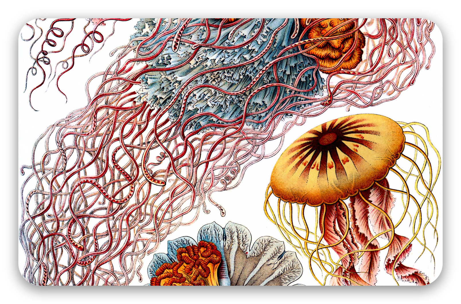 Medusas (Haeckel)