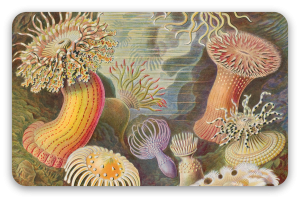Anémonas de mar (Haeckel)