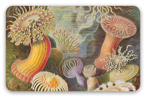 Anémonas de mar (Haeckel)