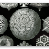 Corales (Haeckel)