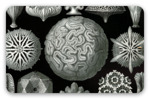 Corales (Haeckel)