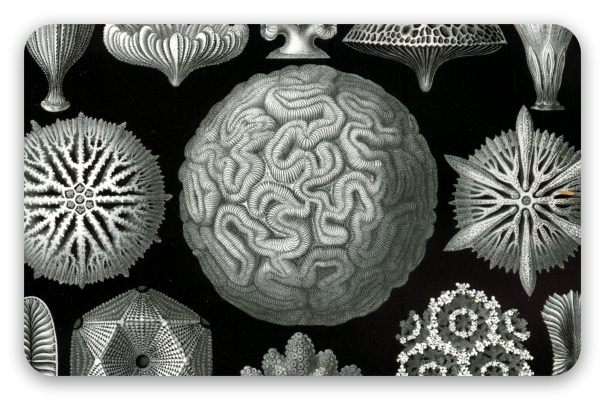 Corales (Haeckel)