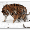 Tigre de Amur