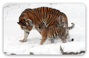 Tigre de Amur