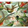 Colibríes (Haeckel)