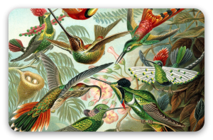 Colibríes (Haeckel)