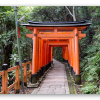Los torii rojos de Kioto