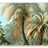 Helechos (Haeckel)