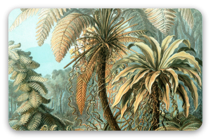Helechos (Haeckel)