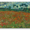 Campo de amapolas