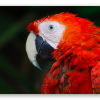 Guacamayo