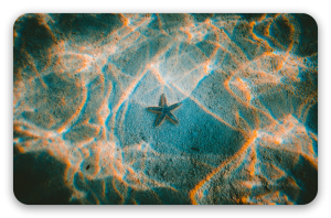 Estrella de mar